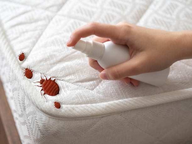 Best Affordable Pest Control Services  in Stem, NC